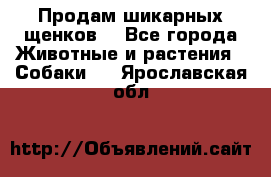 Продам шикарных щенков  - Все города Животные и растения » Собаки   . Ярославская обл.
